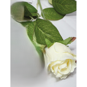 EDELROSE H44 CM  HVID