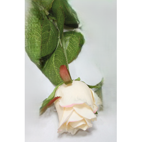 EDELROSE H44 CM  LYS ROSA