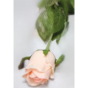 EDELROSE H44 CM  ROSA