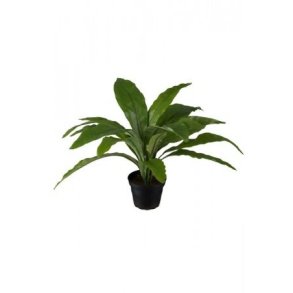 ASPLENIUM BLOMST - H30 CM