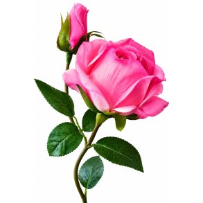 ROSE 40 CM � PINK