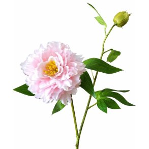BONDEROSER (P�ON) 50 CM � LYSER�D