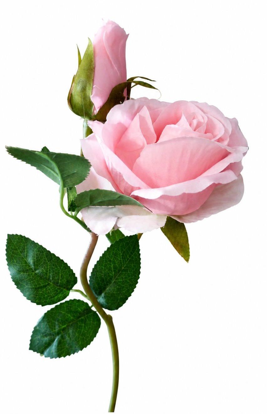 ROSE 50 CM � LYSER�D