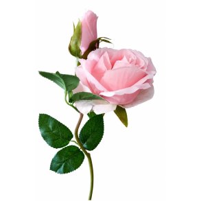 ROSE 50 CM � LYSER�D