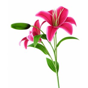LILJE 40 CM � PINK