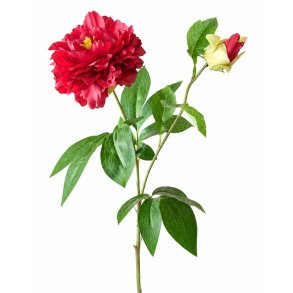 BONDEROSER (P�ON) 50 CM � R�D
